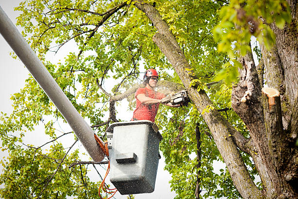 Tree Branch Trimming in Paragould, AR